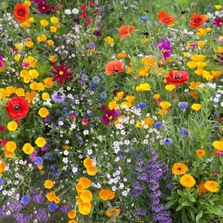 Wildflowers with a variety of colour.