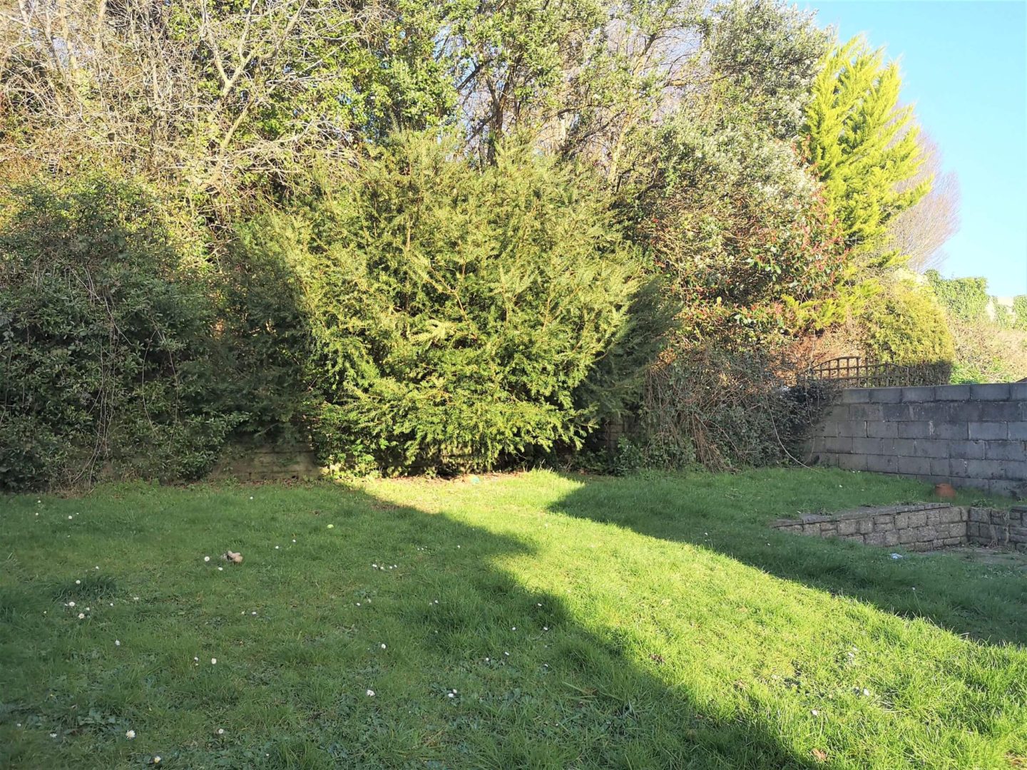 A back garden with overgrown grass. Bushes and trees are also overgrown at the back of the garden.