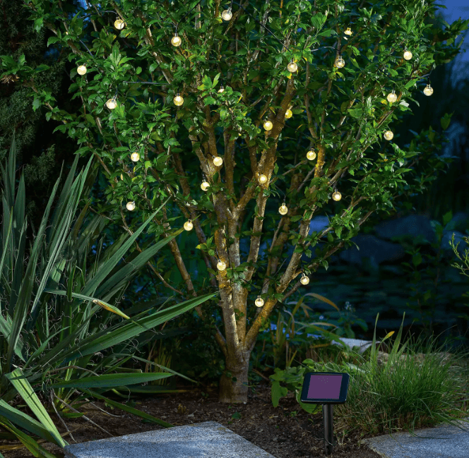 Small bubble shaped fairy lights on a green bush.