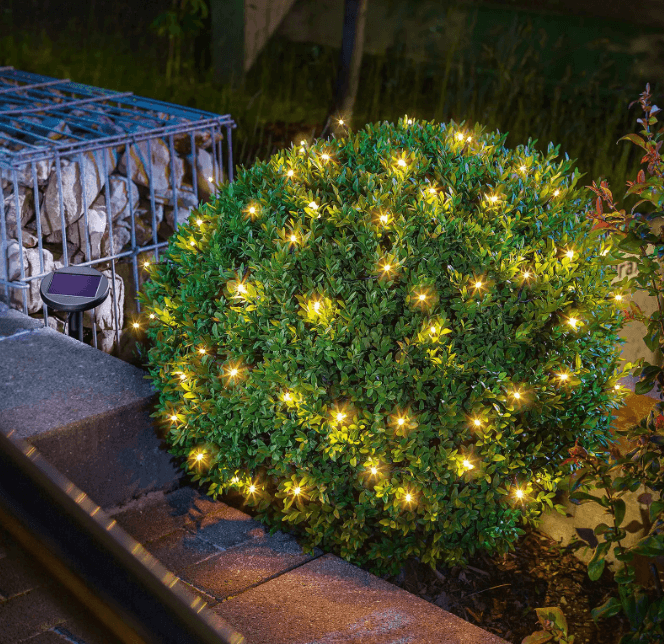 A green bush with fairy lights.