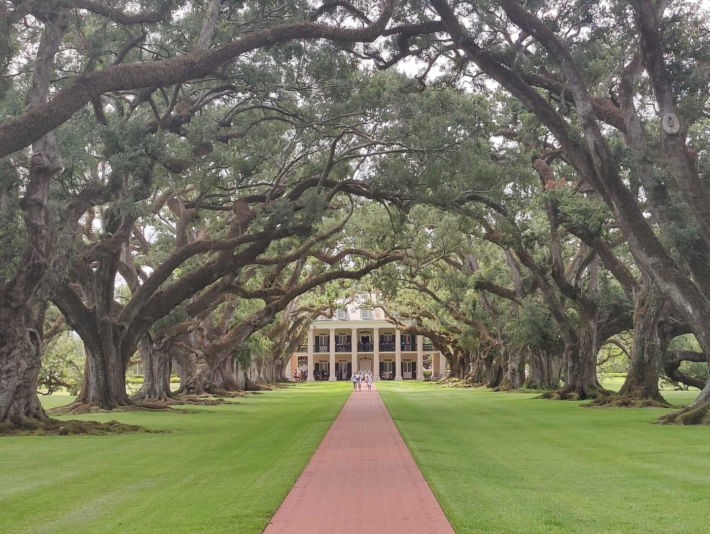 Large trees on either side of a path leading up to a cream plantation house.