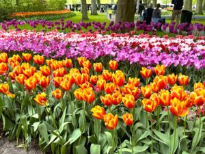 Tulips in different shades of red, orange and pink.