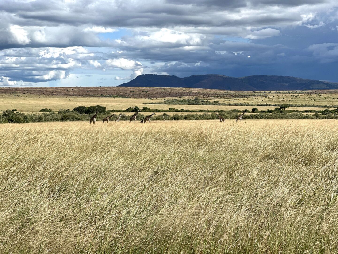 A family of giraffes walking across the Maasai Mara.