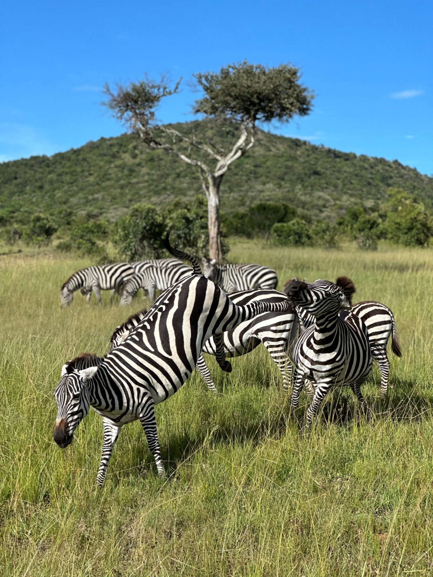 A group of zebras in the wild. One zebra is kicking another in the face.