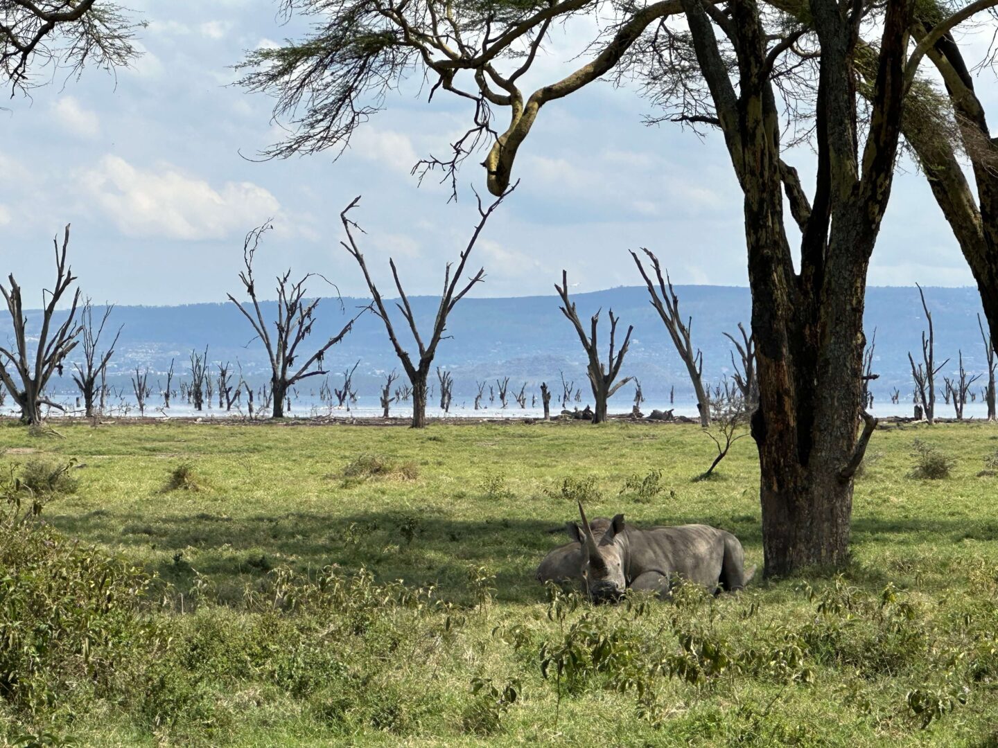 A rhino sitting under a tree at Lake Nakuru. 